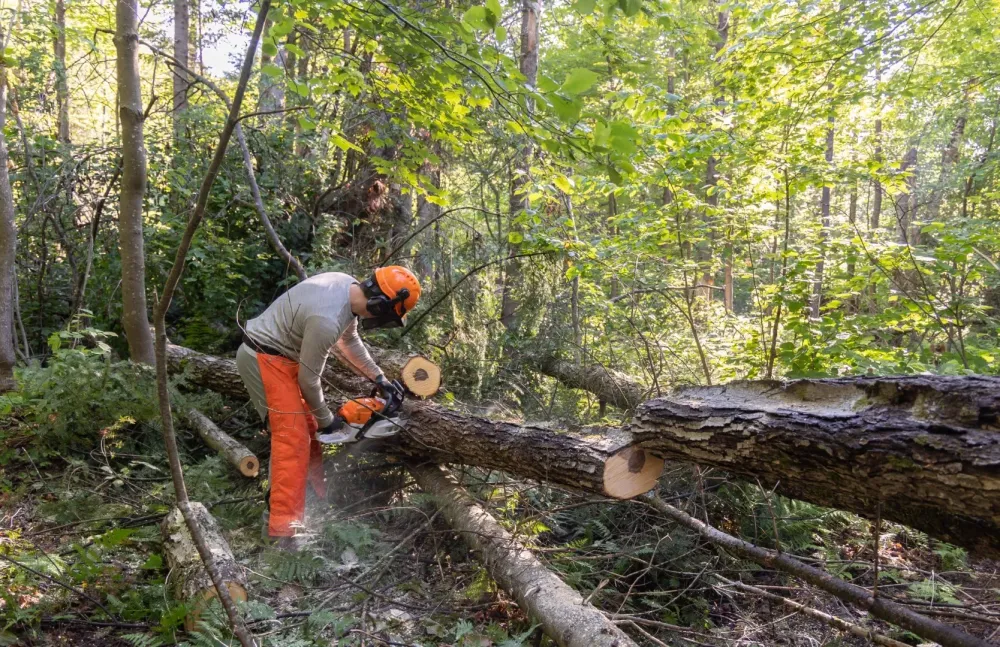 Travaux forestiers près de Nolay